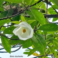 Trochetia granulata Bois clochette Malvace ae Endémique La Réunion Maurice 605.jpeg