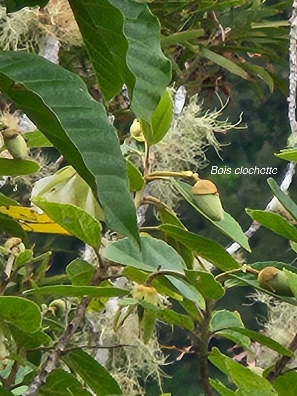 Trochetia granulata Bois clochette Malvace ae Endémique La Réunion, Maurice 210.jpeg