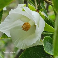 Trochetia granulata Bois clochette Malvace ae Endémique La Réunion, Maurice 332.jpeg