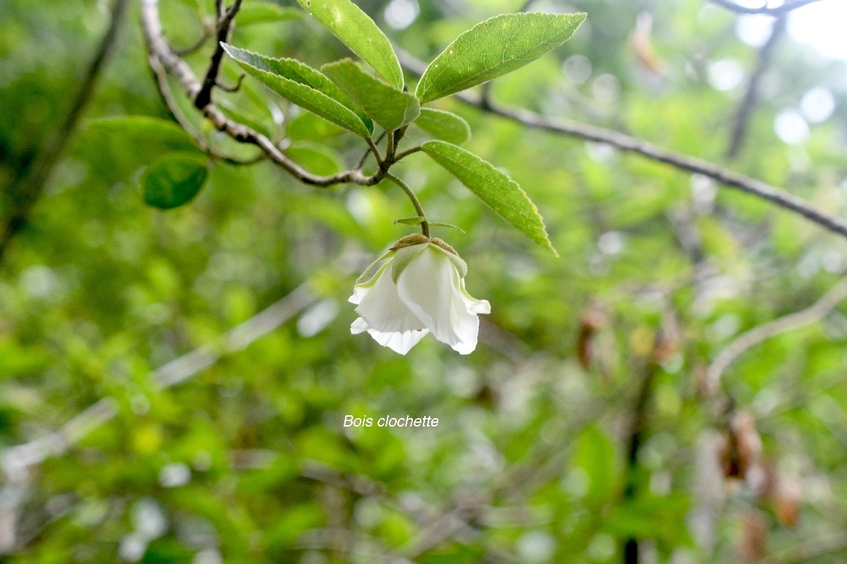 Trochetia granulata Bois clochette Malvacea e Endémique La Réunion, Maurice 1680.jpeg