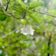 Trochetia granulata Bois clochette Malvacea e Endémique La Réunion, Maurice 1680.jpeg