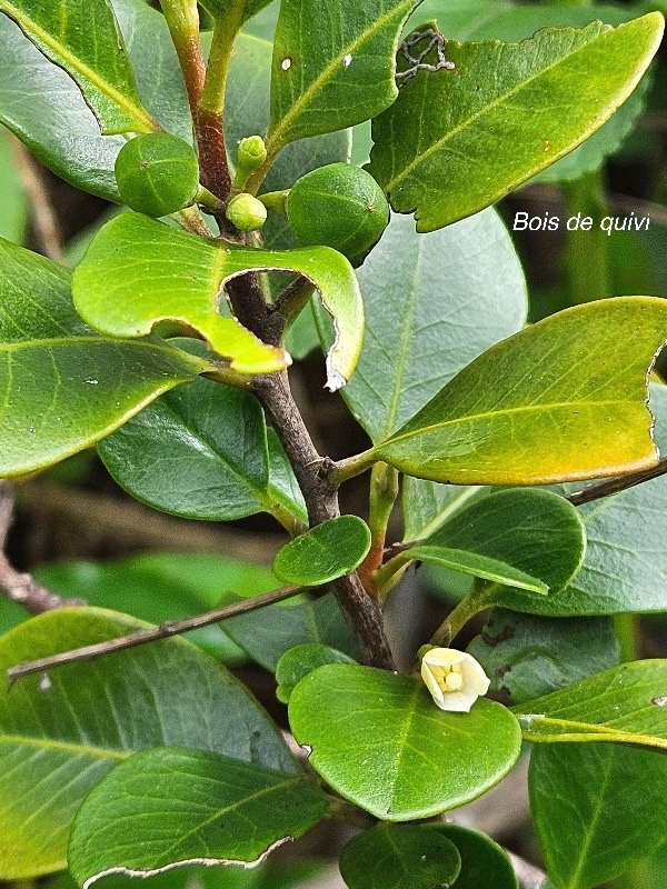 Turraea thouarsiana Bois de quivi Meliacea e Endémique La Réunion, Maurice 128.jpeg