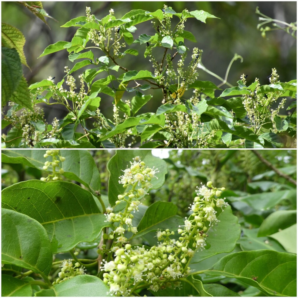 Allophylus_borbonicus-Bois_de_merle-SAPINDACEAE-Endemique_Mascareignes-20240501_205517.jpg