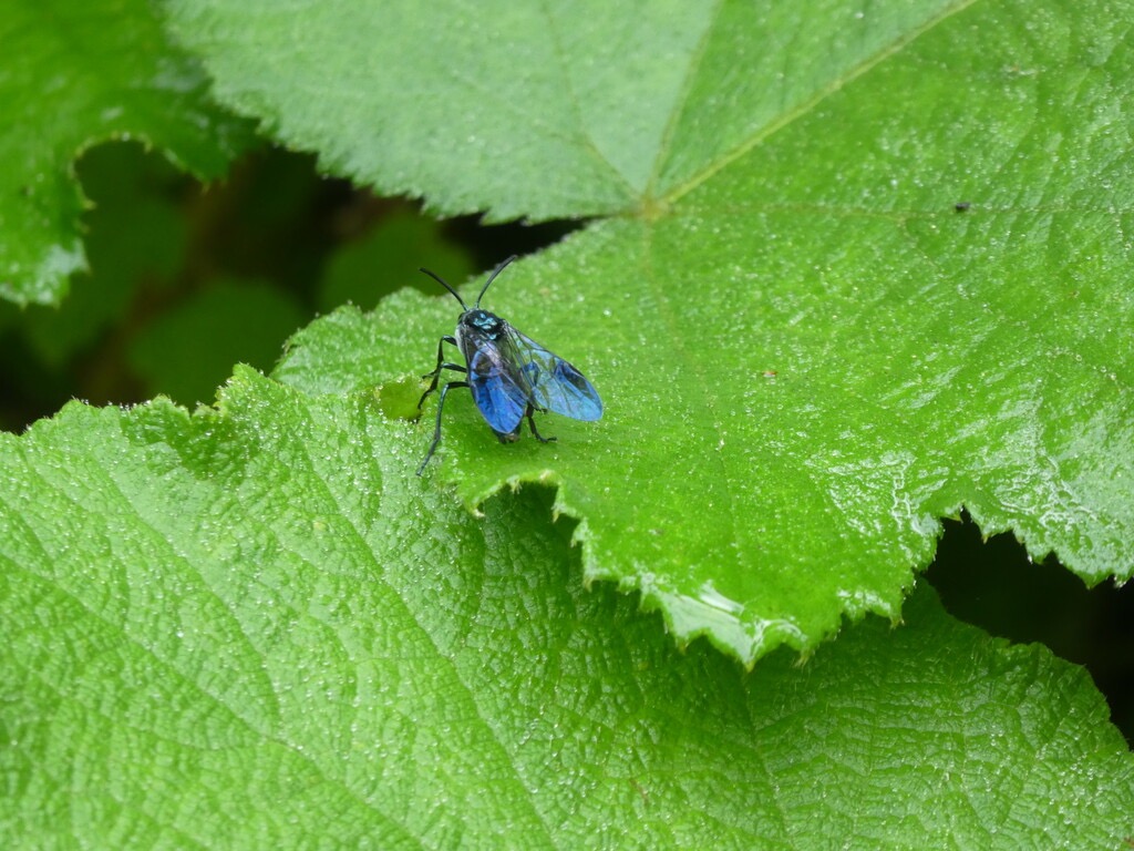 Cibdela_janthina-Mouche_bleue-TENTHREDENINAE-Sumatra-P1080448.jpg