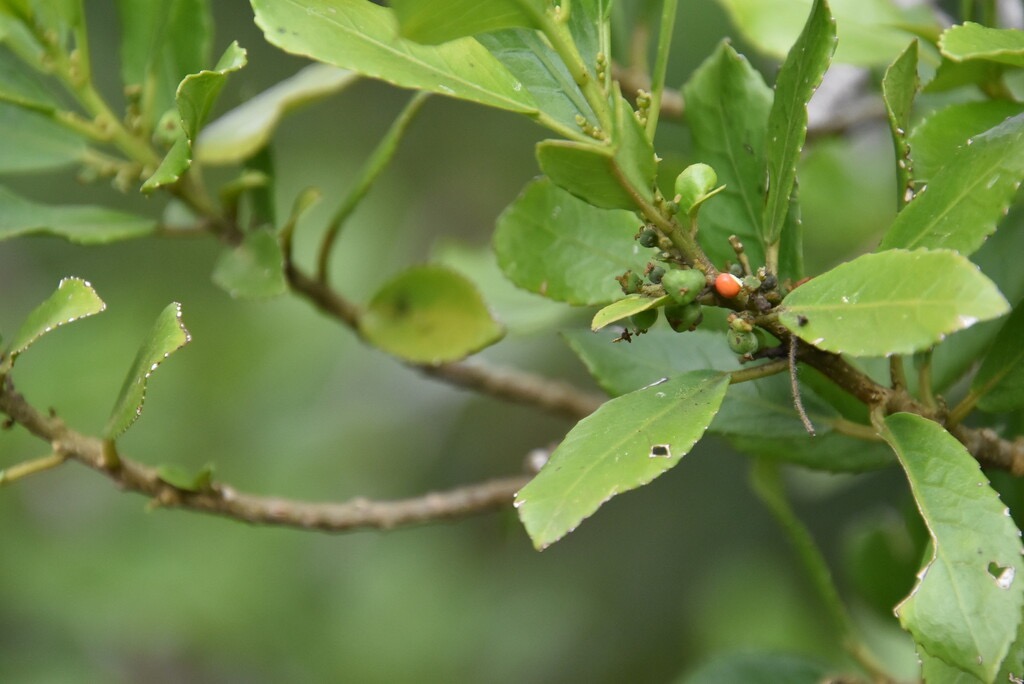 Claoxylon_parviflorum-Petit_Bois_d_oiseau_(_fruit_avec_graines_)-EUPHORBIACEAE-Endemique_Mascareignes-MB3_6400.jpg