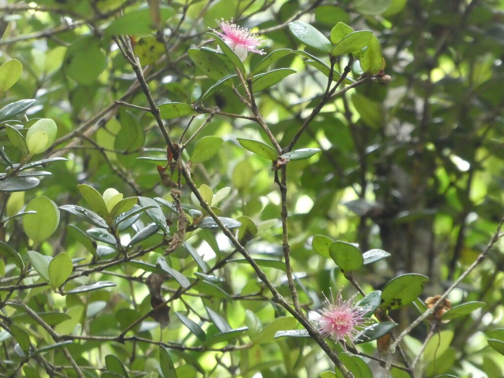 Eugenia_buxifolia-Bois_de_nefles-MYRTACEAE-Endemique_Reunion-P1080465.jpg