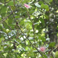 Eugenia_buxifolia-Bois_de_nefles-MYRTACEAE-Endemique_Reunion-P1080465.jpg