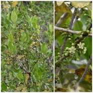 Geniostoma_borbonicum-Bois_de_piment-LOGANIACEAE-Endemique_Reunion_Maurice-20240501_205634.jpg