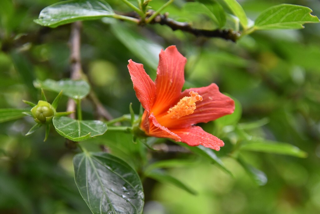 Hibiscus_boryanus-Foulsapate_marron-MALVACEAE-Endemique_Reunion_Maurice-MB3_6344.jpg