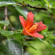 Hibiscus_boryanus-Foulsapate_marron-MALVACEAE-Endemique_Reunion_Maurice-MB3_6344.jpg