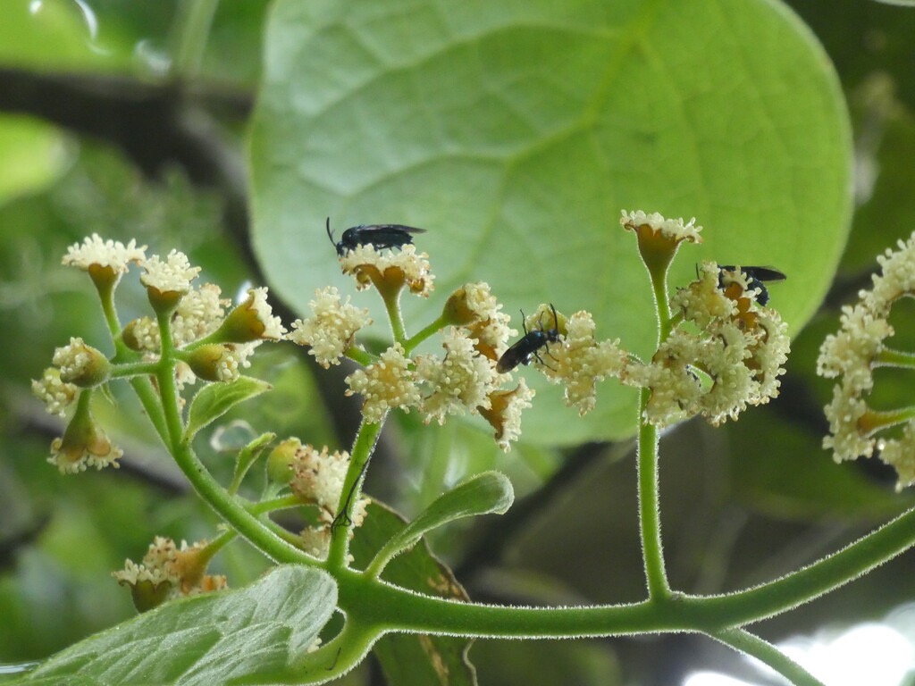 Mouches_bleues_sur_fleurs_de_Mapou-P1080450.jpg