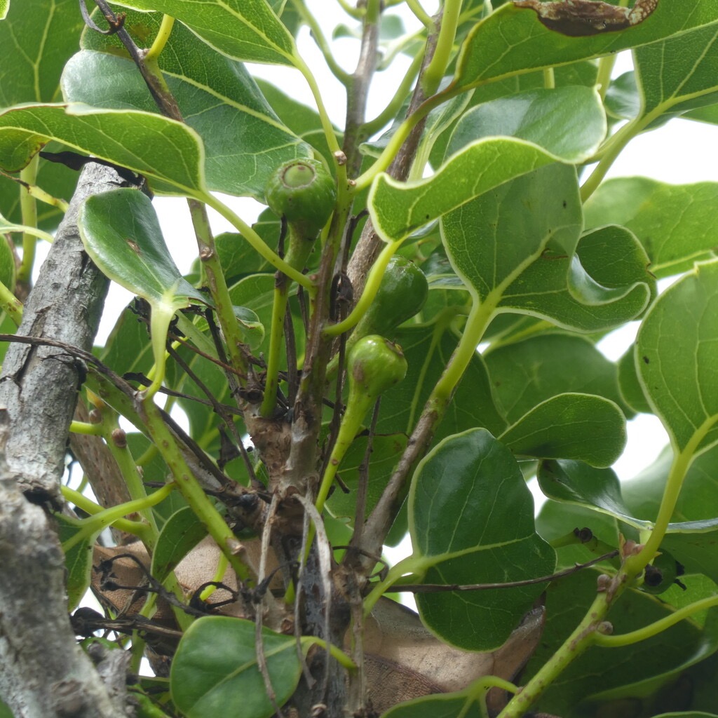 Ocotea_obtusata-Cannelle_marron_avec_fruits-LAURACEAE-Endemique_Reunion_Maurice-P1080498.jpg