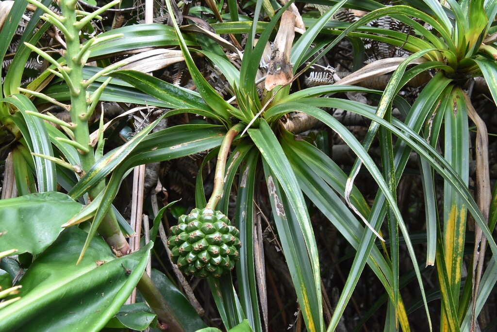 Pandanus_sylvestris-Pimpin_de_foret-PANDANACEAE-Endemique_Reunion-MB3_6420.jpg