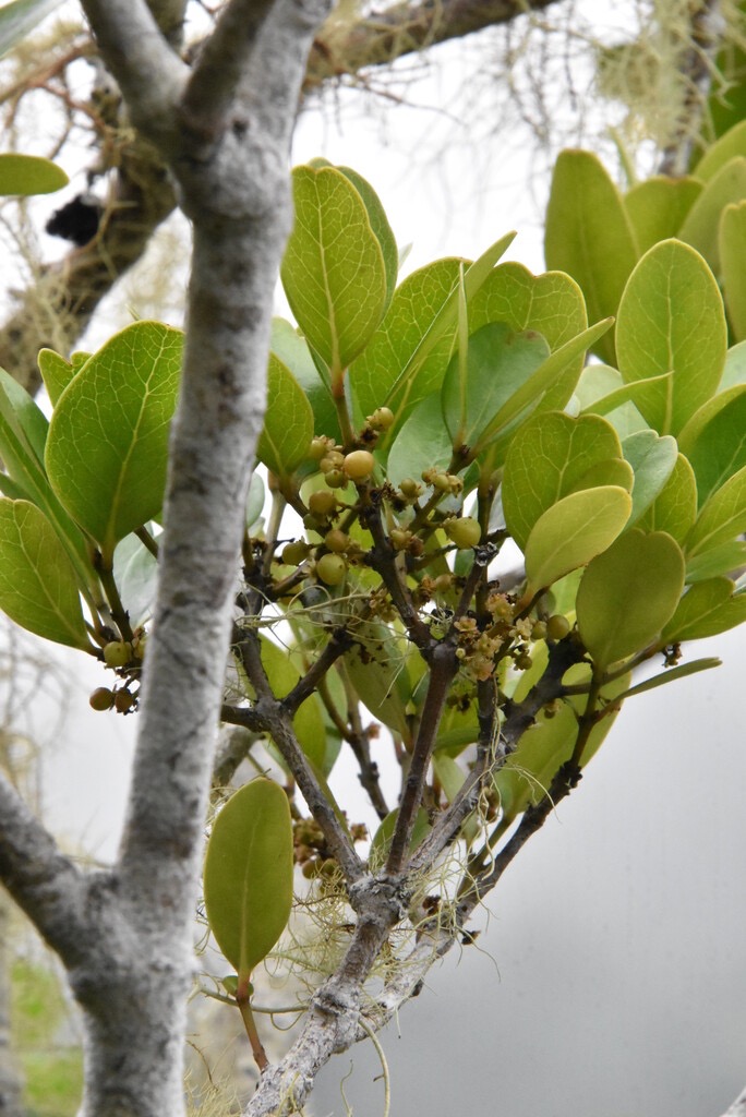 Pleurostylia_pachyphloea-Bois_d_olive_gros_peau-CELASTRACEAE-Endemique_Reunion-MB3_6450.jpg