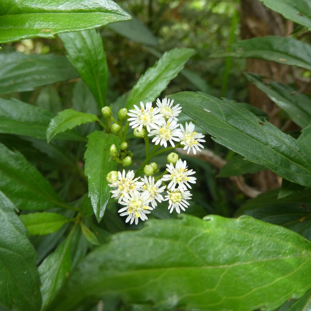 Psiadia_dentata-Bois_collant_ti_mangue-ASTERACEAE-Endemique_Reunion-P1080494.jpg