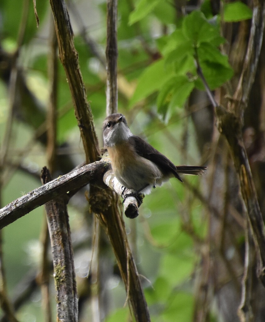 Saxicola_tectes-Tec_tec-MUSCICAPIDAE-Endemique_Reunion-MB3_6328b.jpg