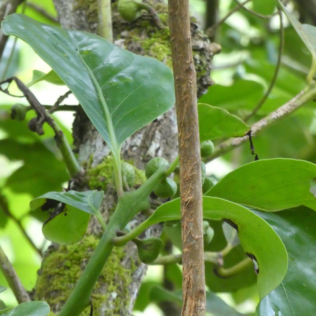 Tambourissa_crassa-Bois_de_tambour_avec_fruits-MONIMIACEAE-Endemique_Reunion-P1080545.jpg