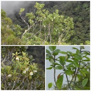 Trochetia_granulata-Bois_clochette-MALVACEAE-Endemique_Reunion-20240501_205404.jpg