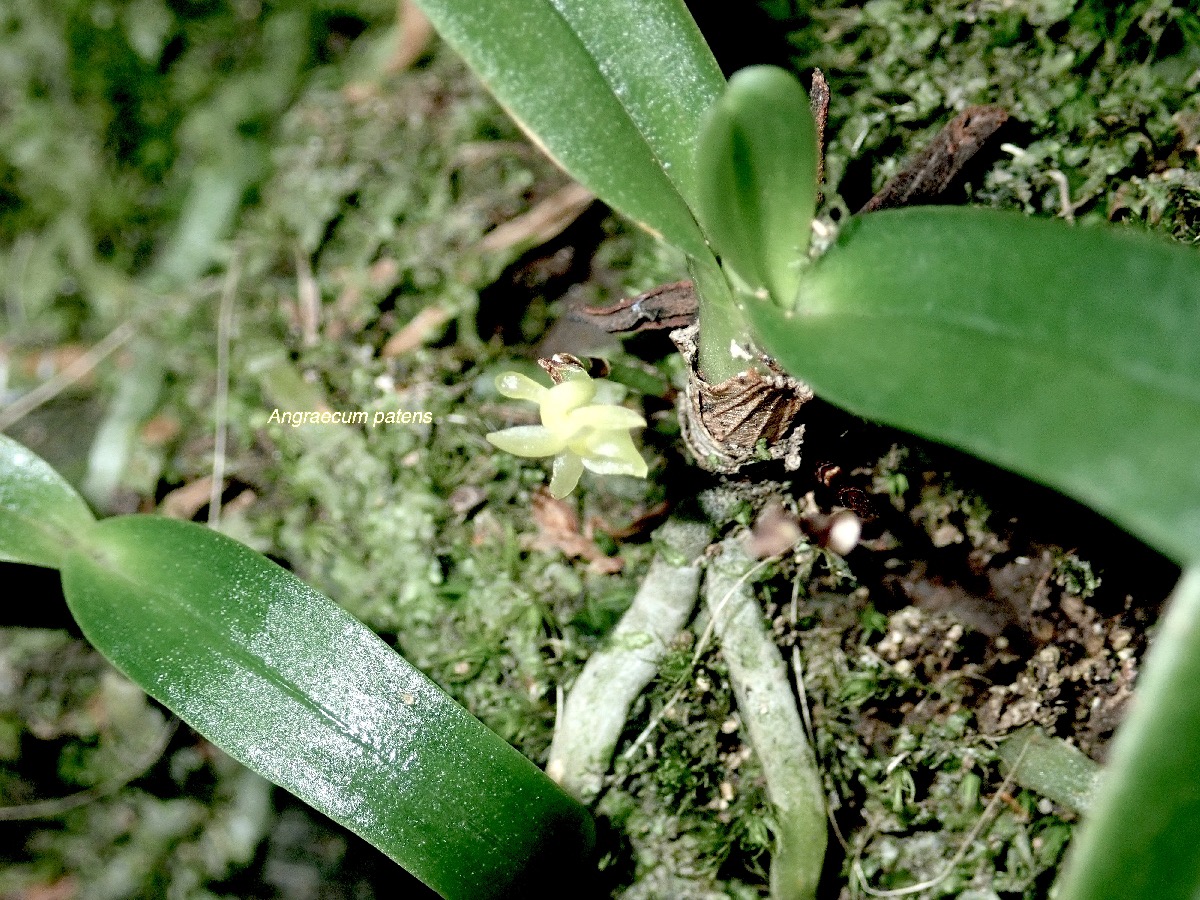 Angraecum patens Orchidaceae  Endémique La Réunion 01.jpeg