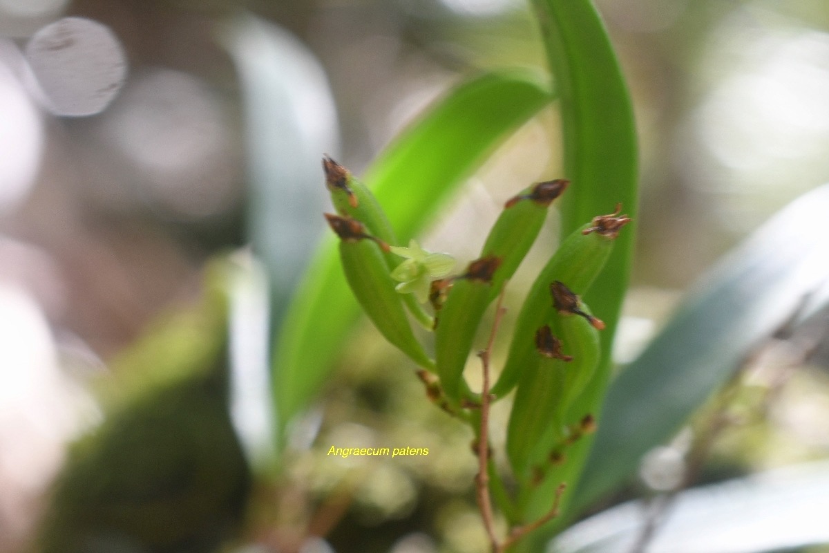 Angraecum patens Orchidaceae E ndémique La Réunion 7711.jpeg