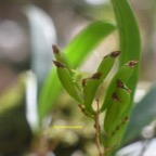 Angraecum patens Orchidaceae E ndémique La Réunion 7711.jpeg