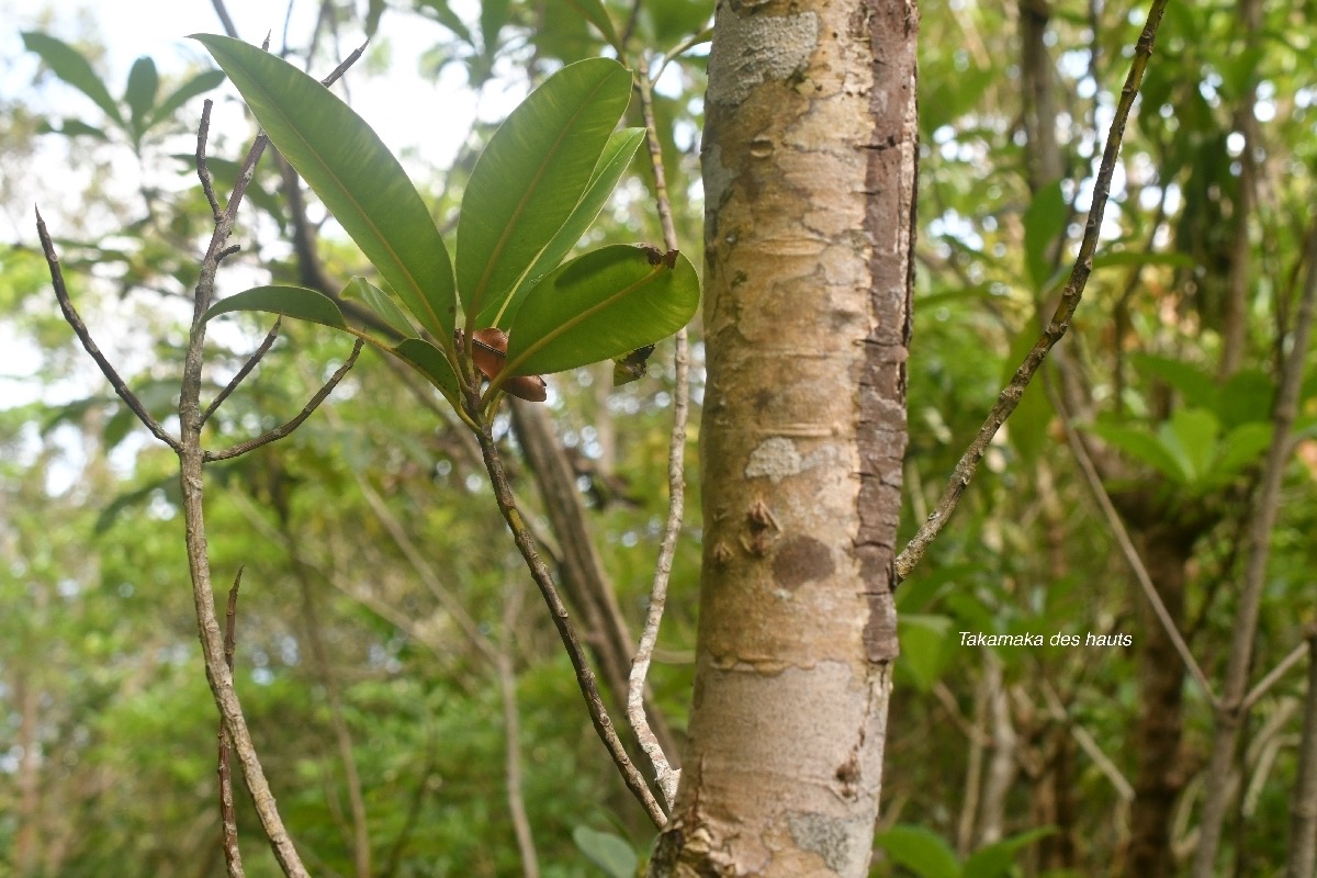 Calophyllum tacamahaca Takamaka des hauts Clusi aceae Endémique La Réunion, Maurice 7668.jpeg