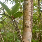 Calophyllum tacamahaca Takamaka des hauts Clusi aceae Endémique La Réunion, Maurice 7668.jpeg