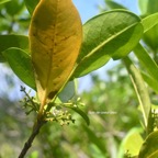 Chionanthus broomeana Bois de coeur bleu  Oleaceae Endémique La Réunion 7703.jpeg