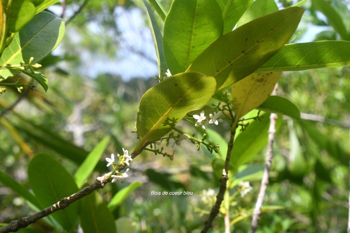 Chionanthus broomeana Bois de coeur bleu  Oleaceae Endémique la Réunion 7699.jpeg