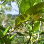 Chionanthus broomeana Bois de coeur bleu  Oleaceae Endémique la Réunion 7699.jpeg