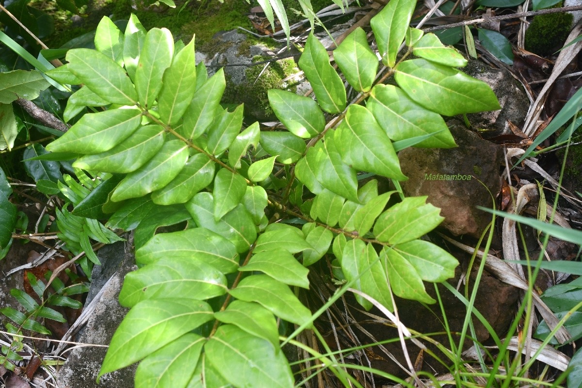 Cnetis glabra Mafatamboa Connaraceae Indigène La Réunion 7764.jpeg