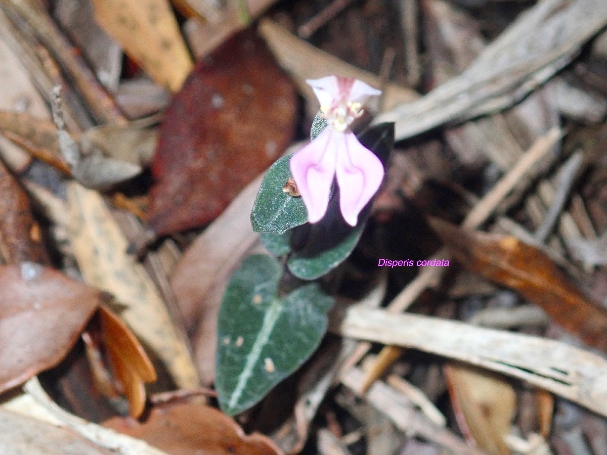 Disperis cordata Orchidaceae  Indigène La Réunion 06.jpeg