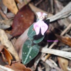 Disperis cordata Orchidaceae  Indigène La Réunion 06.jpeg