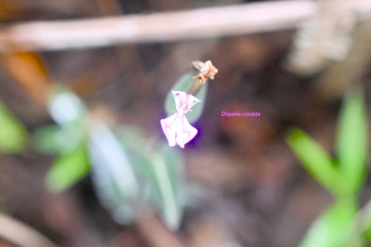 Disperis cordata Orchidaceae I ndigène La Réunion 7645.jpeg