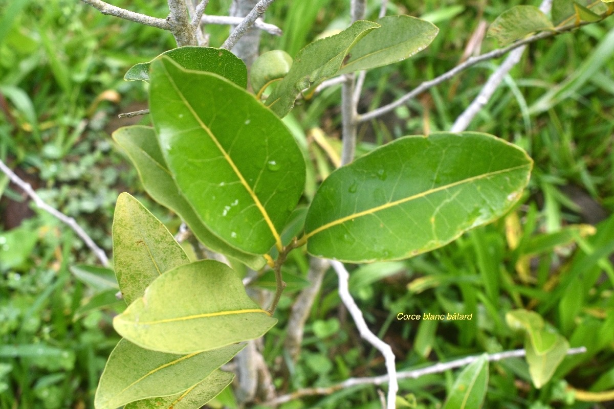 Drypetes caustica Corce blanc ba?tard Putranjiv aceae Endémique La Réunion, Maurice 7629.jpeg