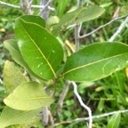 Drypetes caustica Corce blanc ba?tard Putranjiv aceae Endémique La Réunion, Maurice 7629.jpeg