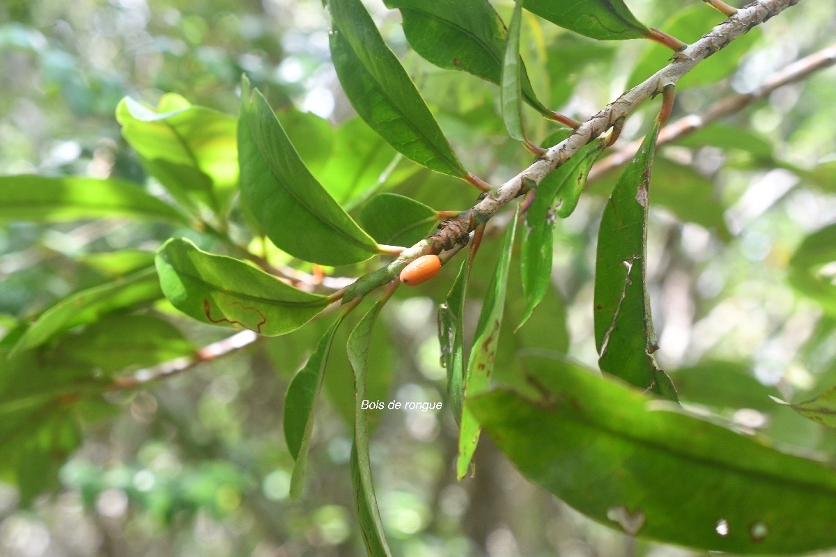 Erythroxylum laurifolium Bois de rongue Erythrox ylaceae Endémique la Réunion, Maurice 7738.jpeg