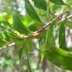 Erythroxylum laurifolium Bois de rongue Erythrox ylaceae Endémique la Réunion, Maurice 7738.jpeg