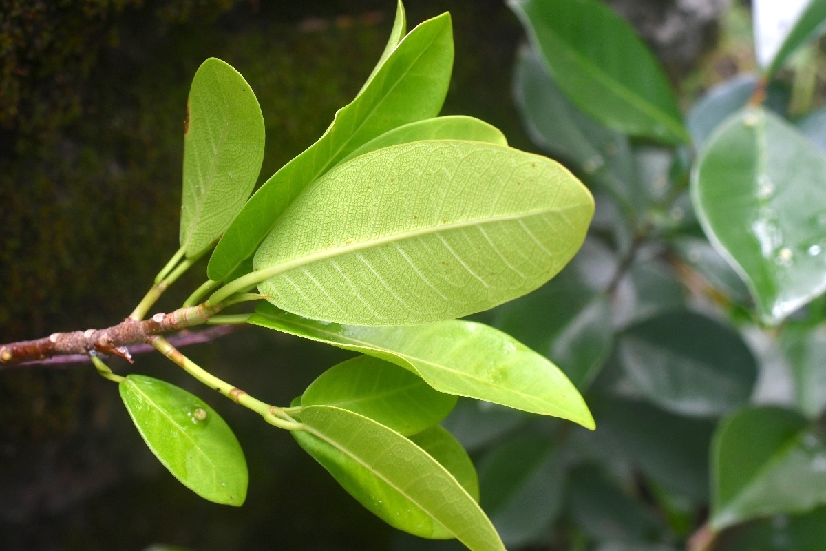 Ficus reflexa Affouche a? petites feuille s Moraceae Indigène La Réunion 7692.jpeg