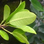 Ficus reflexa Affouche a? petites feuille s Moraceae Indigène La Réunion 7692.jpeg