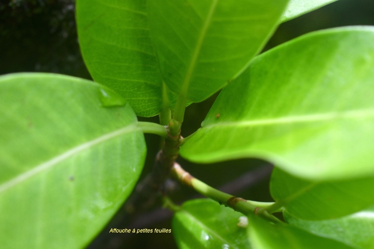 Ficus reflexa Affouche a? petites feuille s Moraceae Indigène La Réunion 7694.jpeg