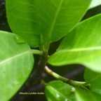 Ficus reflexa Affouche a? petites feuille s Moraceae Indigène La Réunion 7694.jpeg