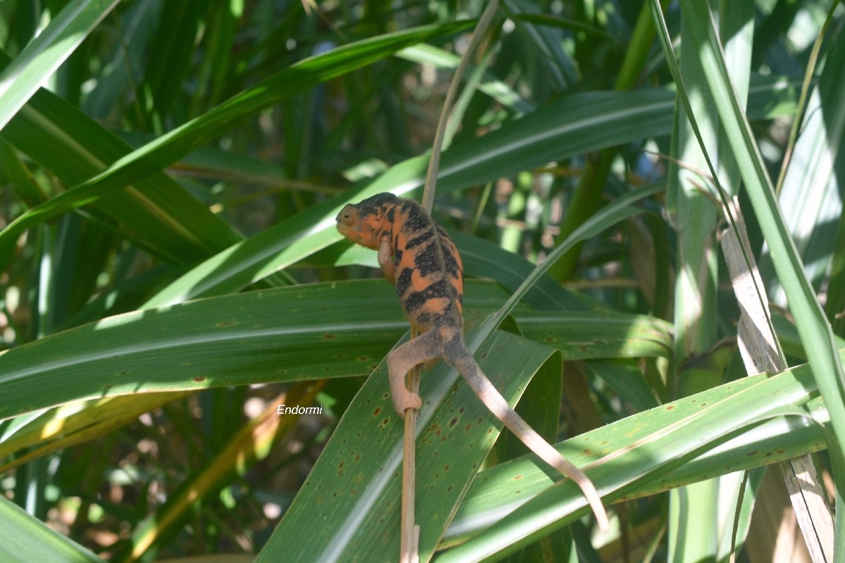 Furcifer pardalis Endormi Chamaeleonidae Madagascar7767.jpeg