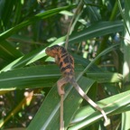 Furcifer pardalis Endormi Chamaeleonidae Madagascar7767.jpeg