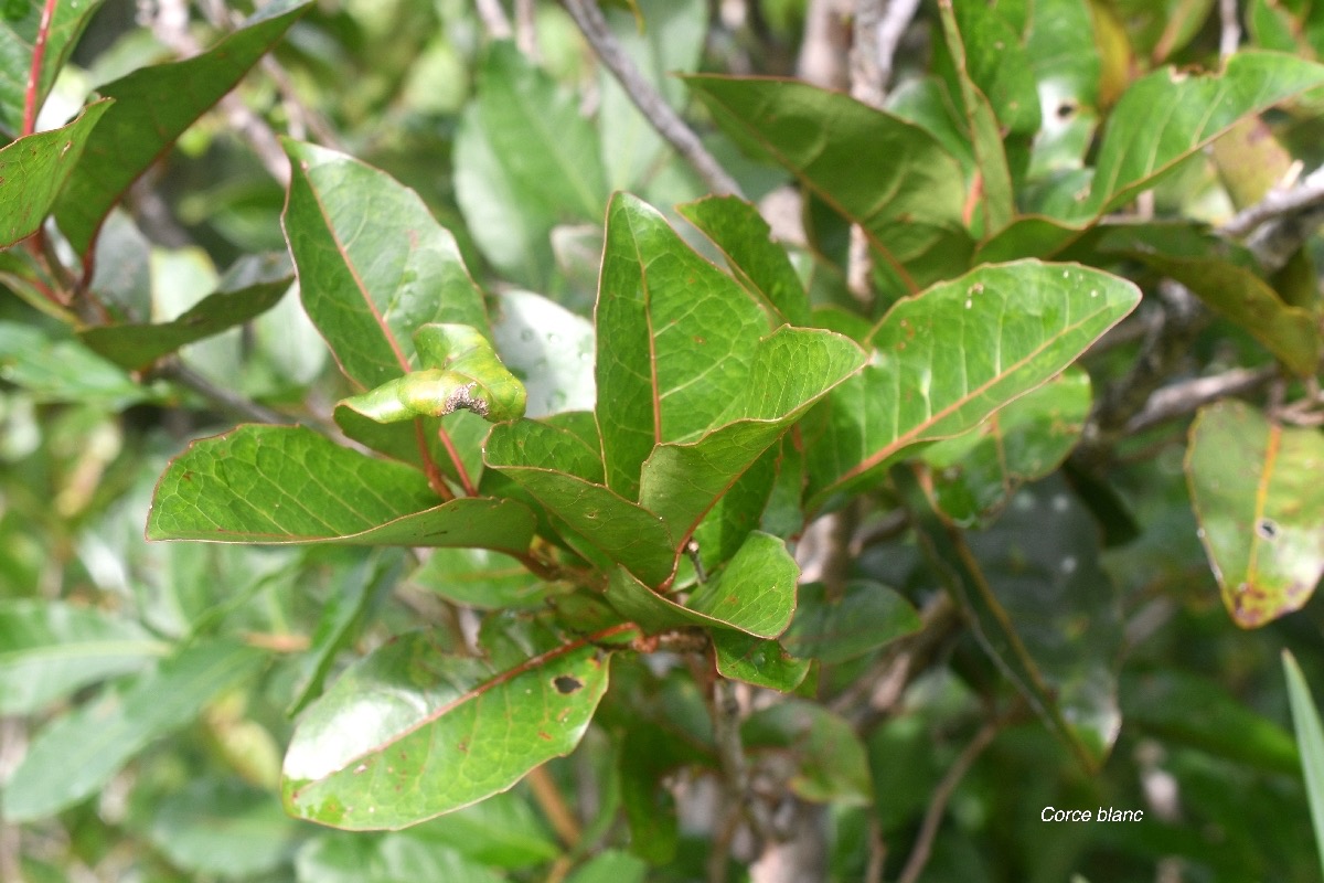 Homalium paniculatum Corce blanc Salicacea e Endémique La Réunion, Maurice 7655.jpeg