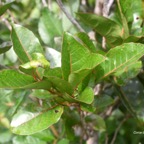 Homalium paniculatum Corce blanc Salicacea e Endémique La Réunion, Maurice 7655.jpeg