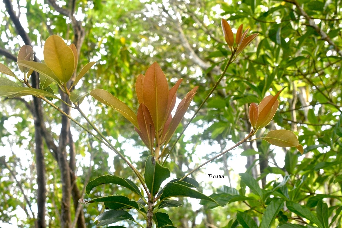 Labourdonnaisia calophylloides Ti natte Sapota ceae Endémique La Réunion, Maurice 7651.jpeg