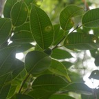 Maillardia borbonica Bois de maman Mor aceae Endémique la Réunion 7687.jpeg