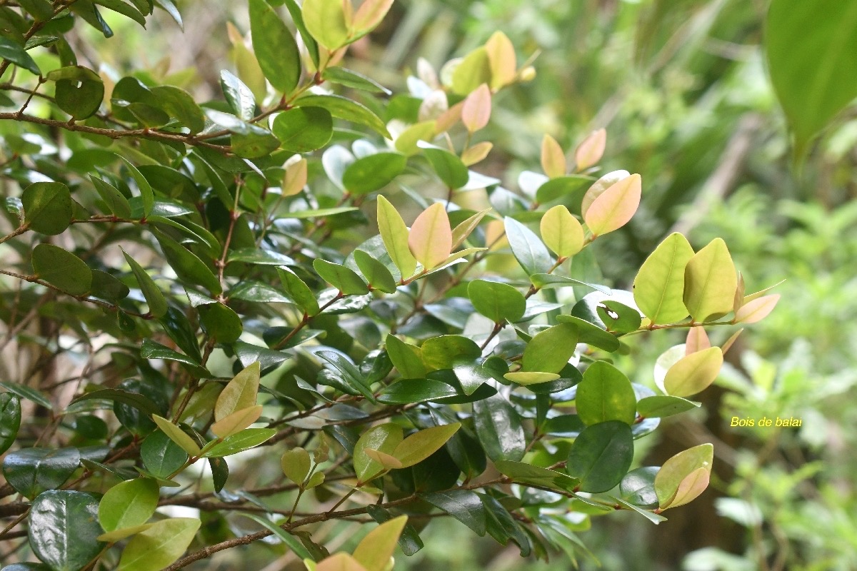 Memecylon confusum Bois de balai Melasto mataceae Endémique La Réunion 7691.jpeg