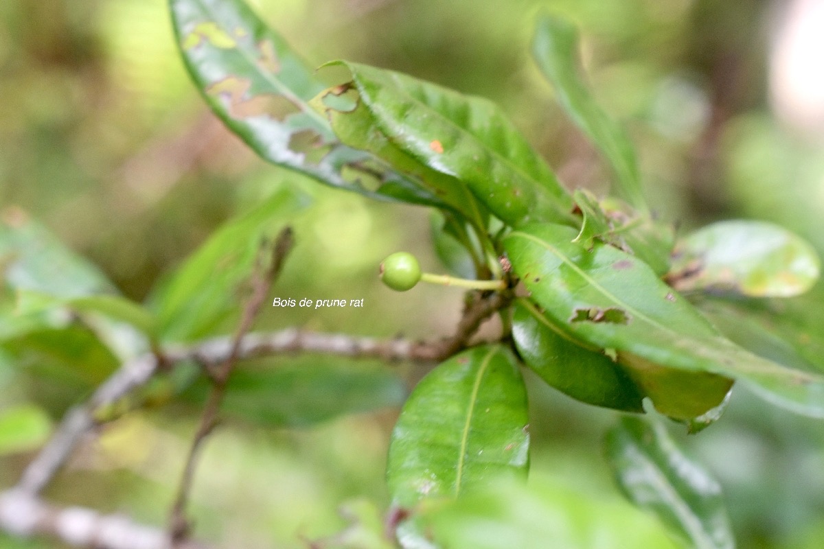 Myonima obovata  Bois de prune rat Rubiacea e Endémique La Réunion, Maurice 7737.jpeg